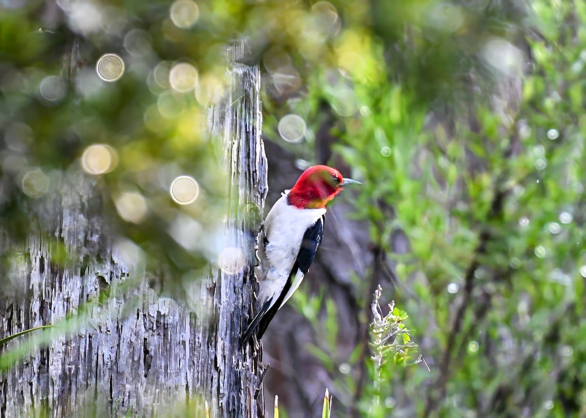 Red-headed Woodpecker - ML638157117