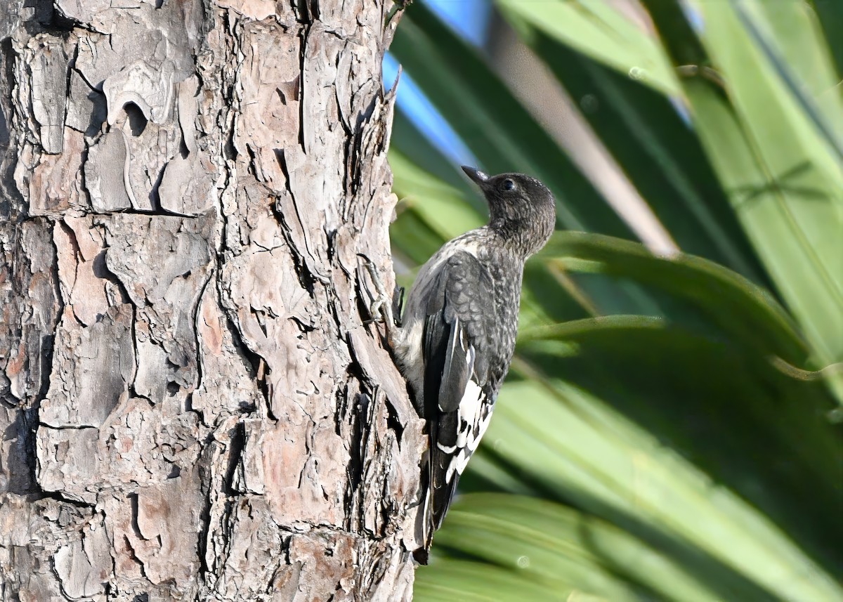Red-headed Woodpecker - ML638157119