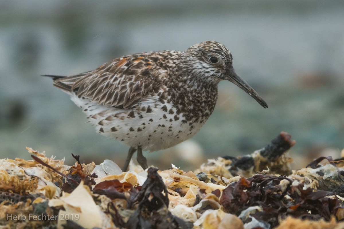 Great Knot - ML638157136