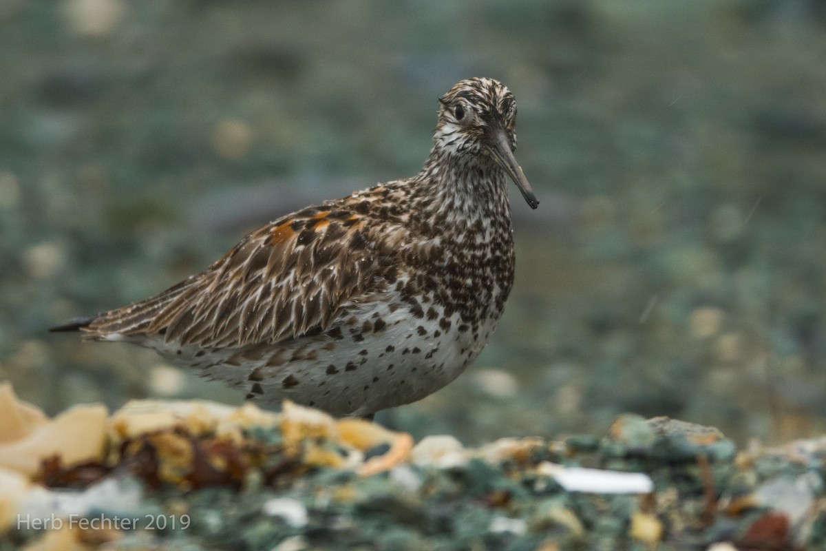 Great Knot - ML638157137