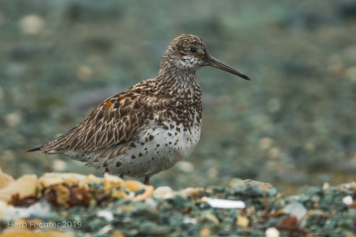 Great Knot - ML638157138