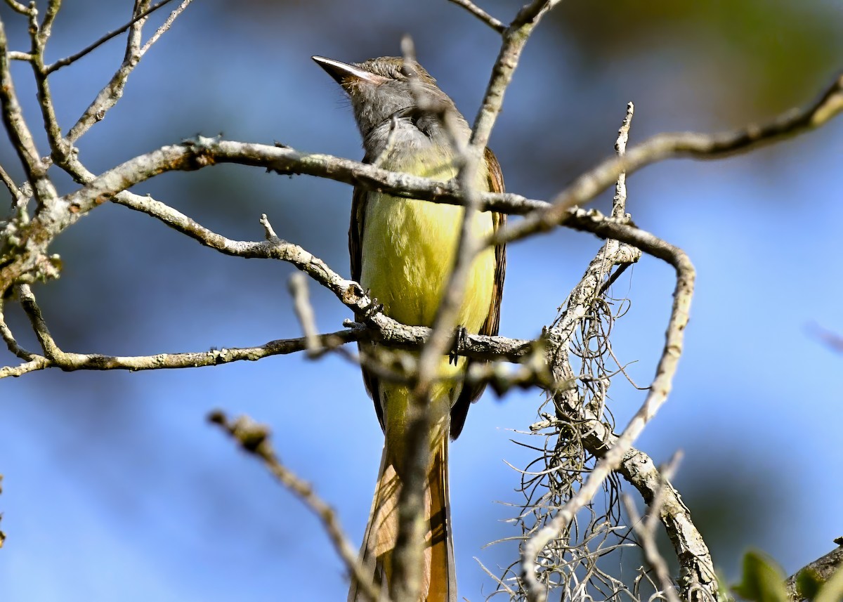 Great Crested Flycatcher - ML638157139