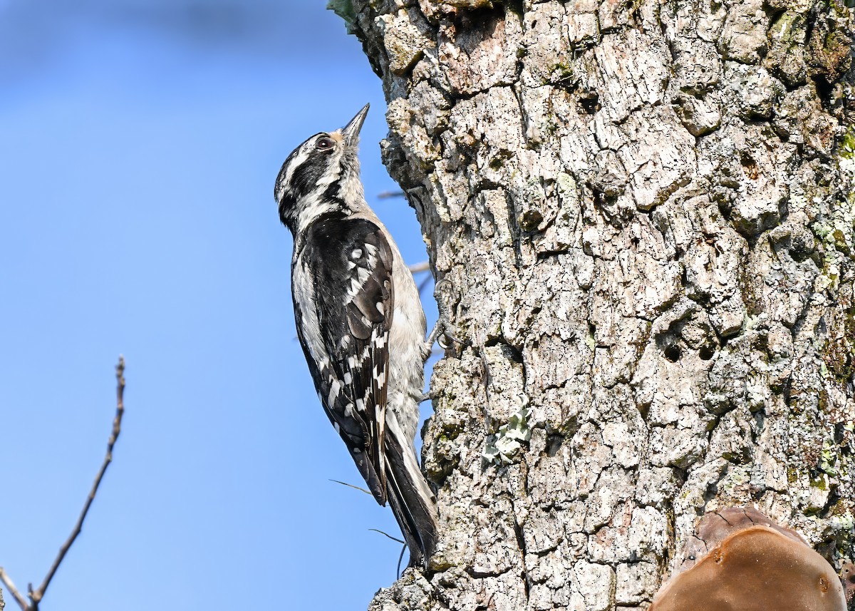 Downy Woodpecker - ML638157154