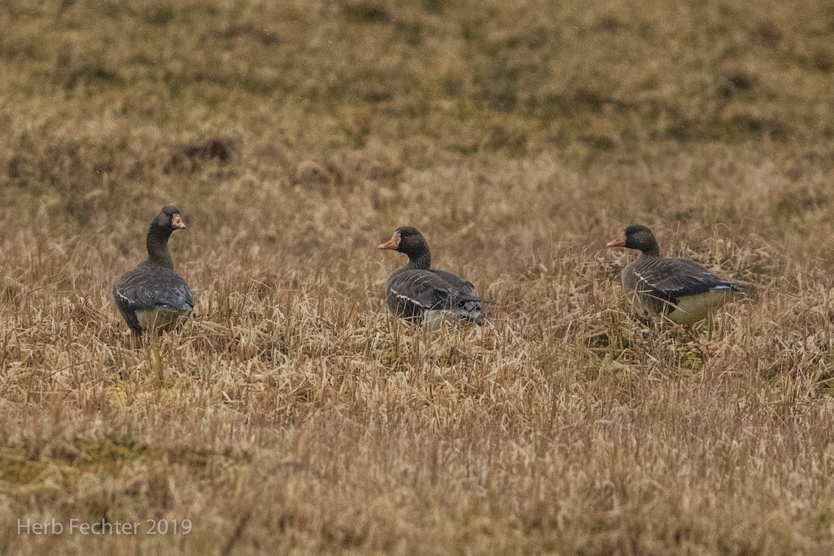 Greater White-fronted Goose - ML638157155