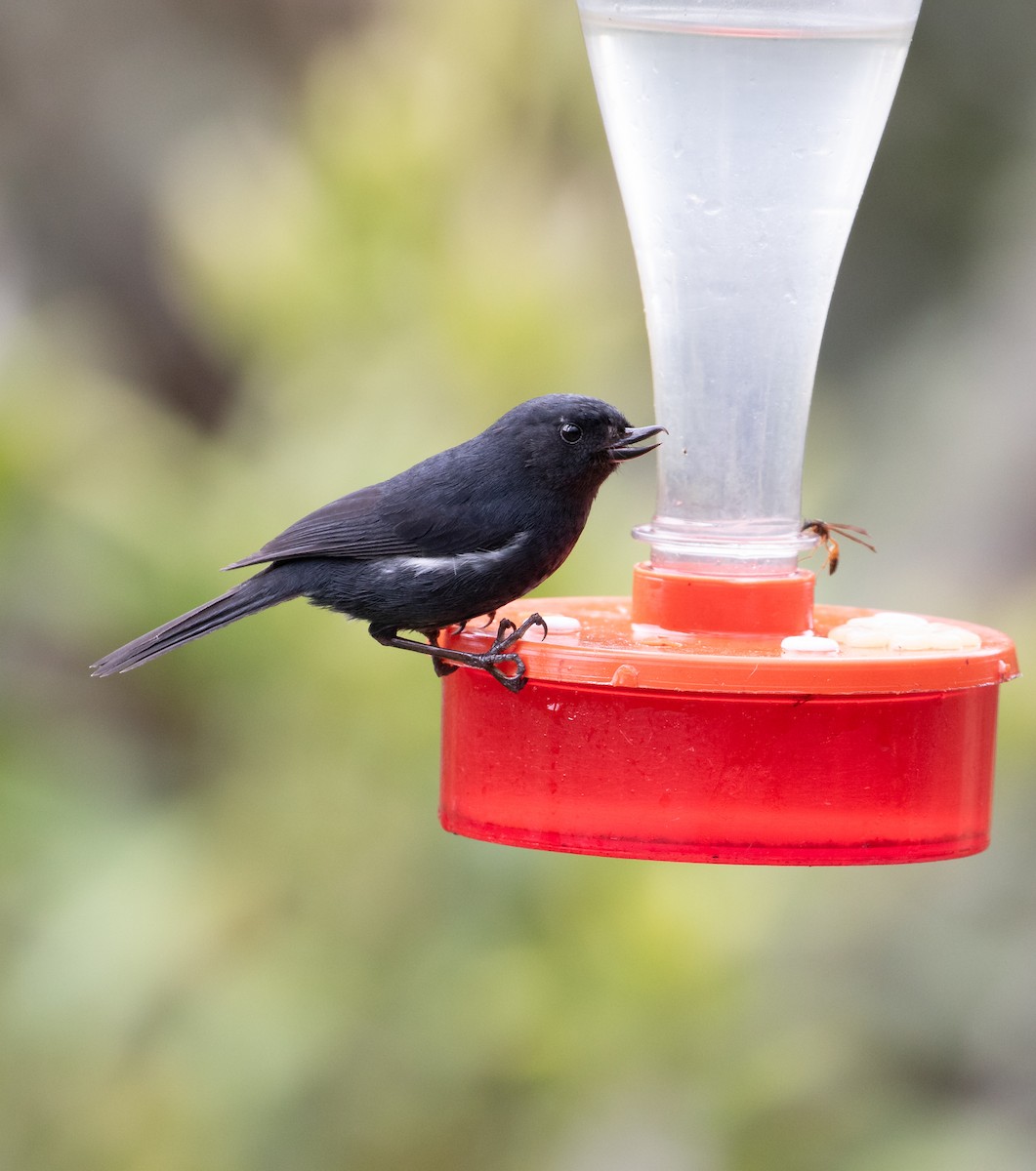 White-sided Flowerpiercer - ML638157157