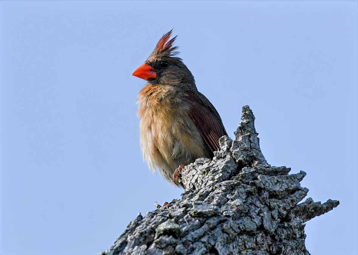 Northern Cardinal - ML638157162