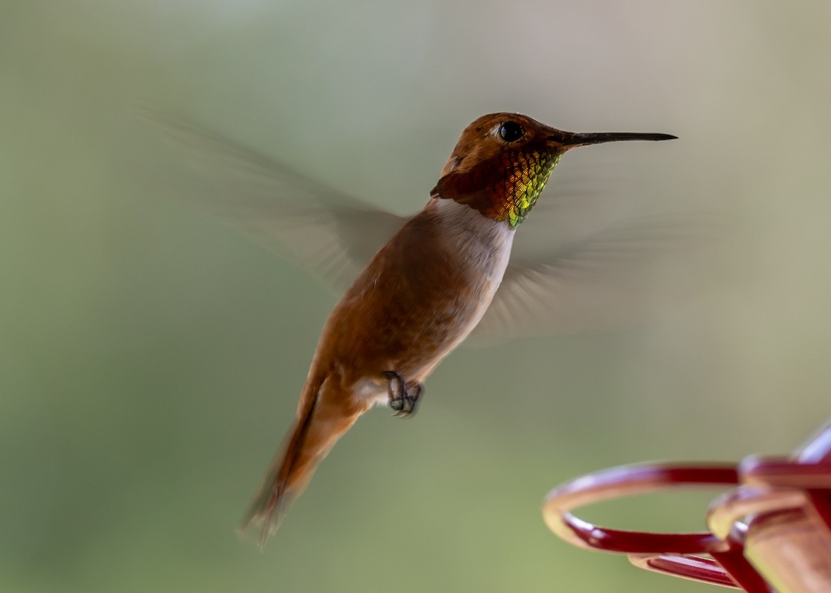 Rufous Hummingbird - ML638157165