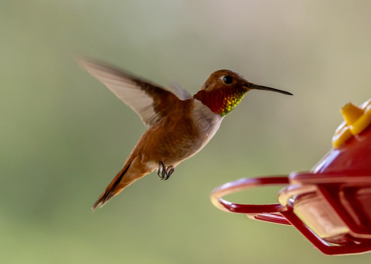 Rufous Hummingbird - ML638157166