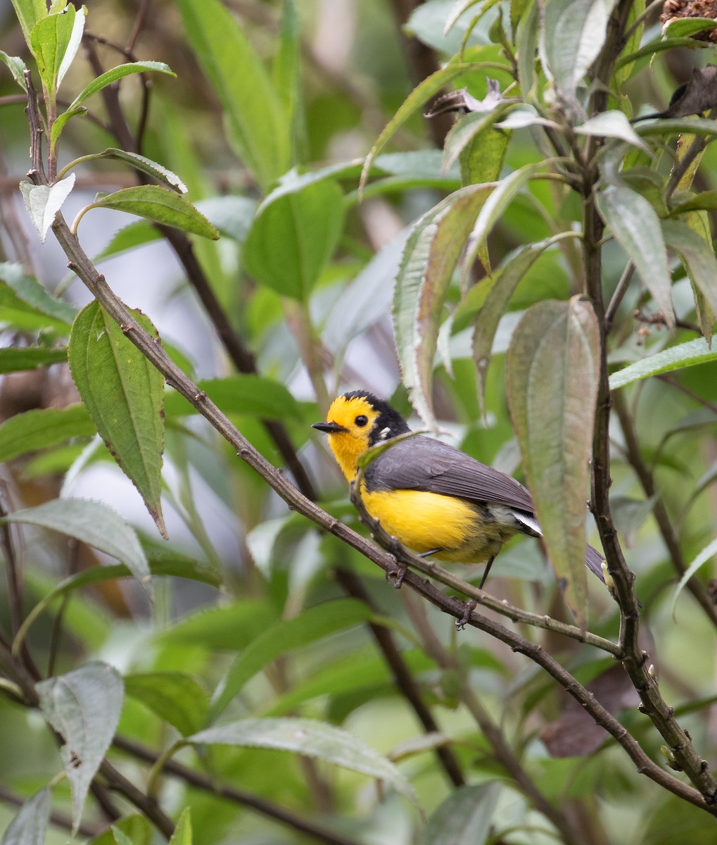 Golden-fronted Redstart (Golden-fronted) - ML638157170