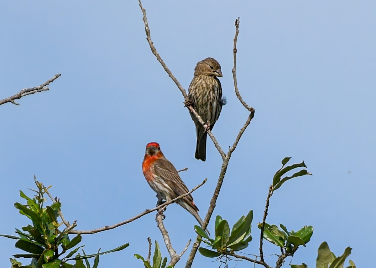 House Finch - ML638157176