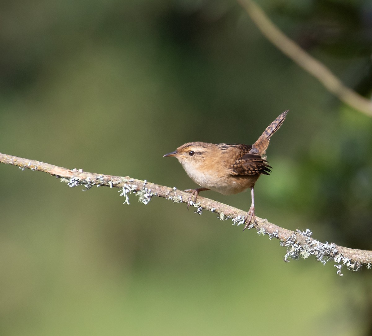 Grass Wren - ML638157182