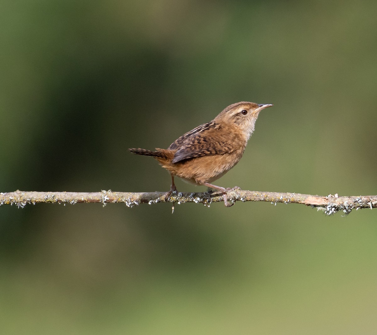 Grass Wren - ML638157183