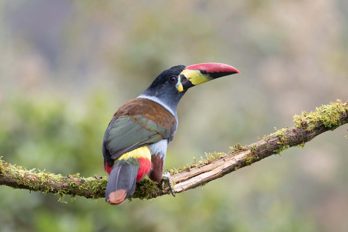 Gray-breasted Mountain-Toucan - ML638157206