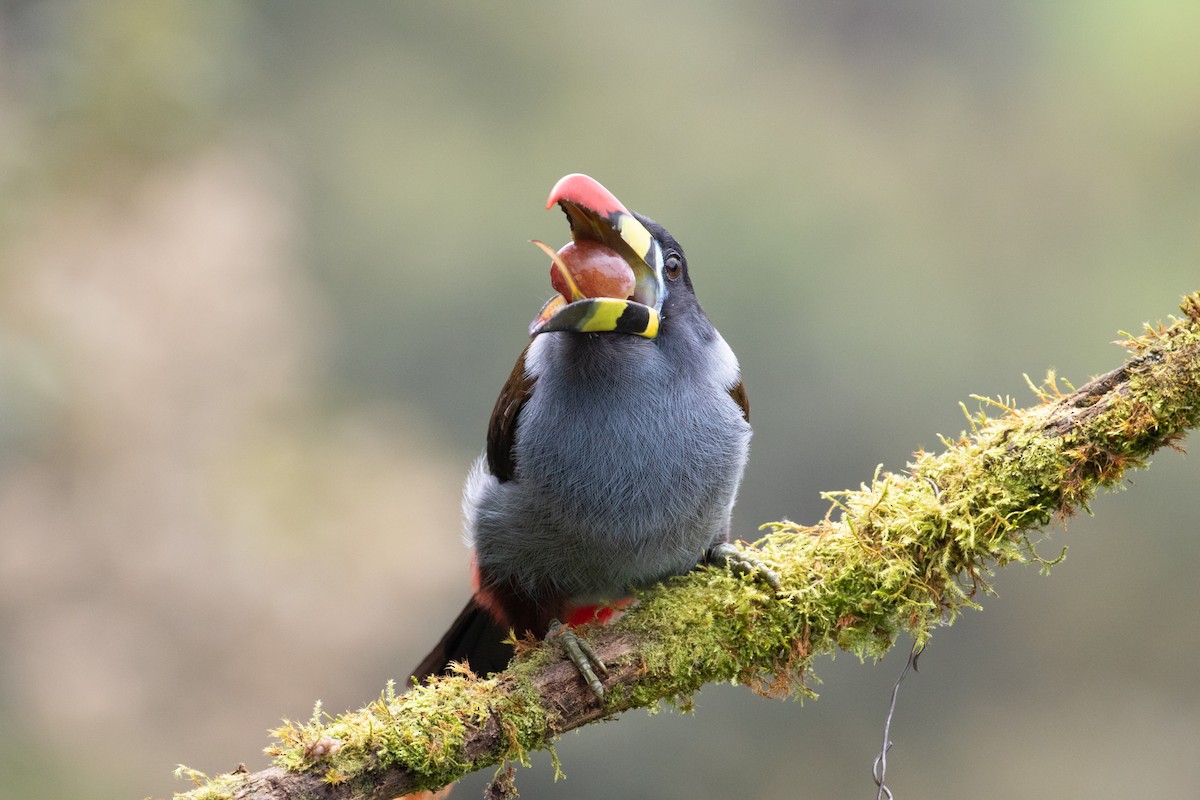 Gray-breasted Mountain-Toucan - ML638157209