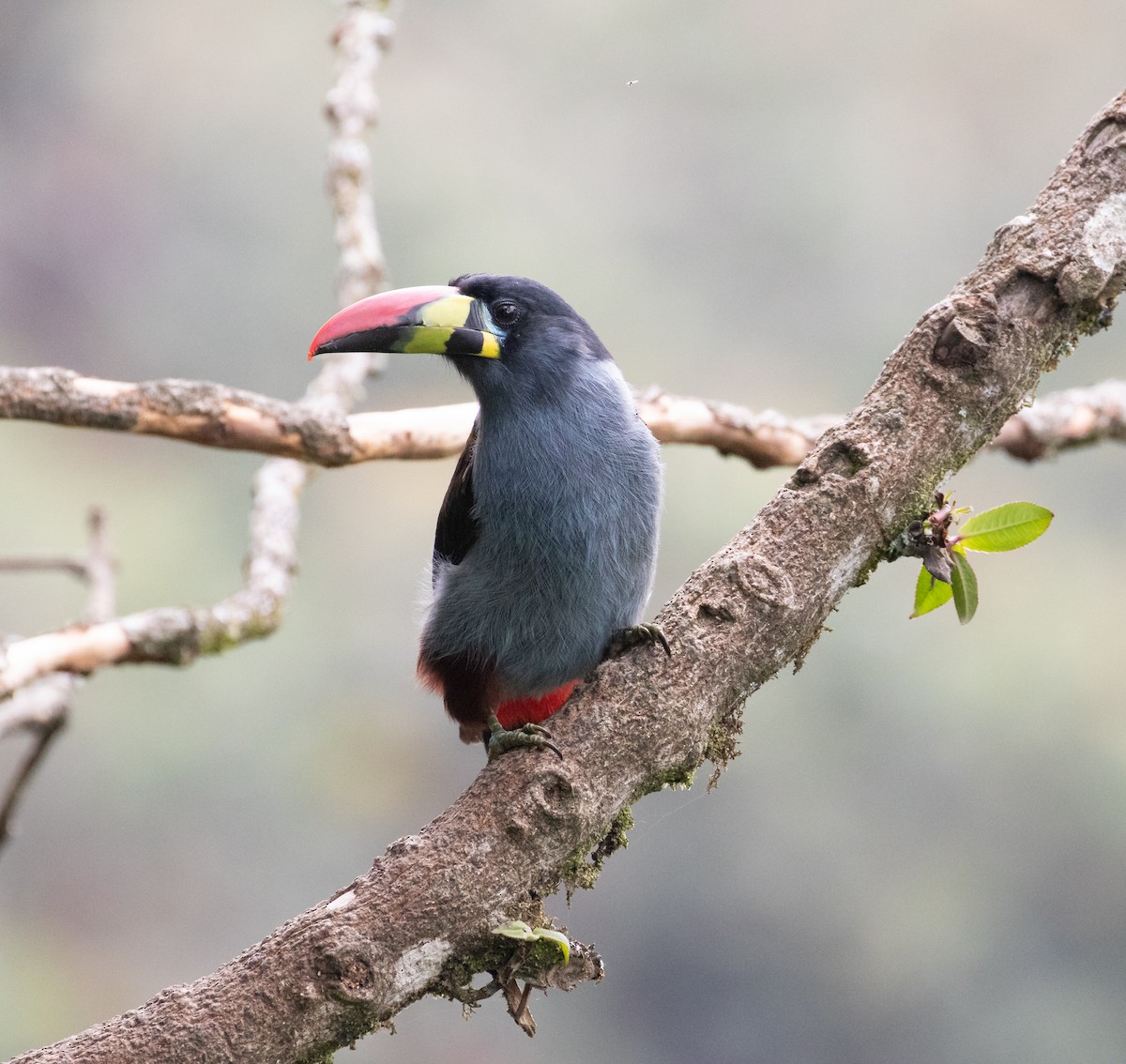 Gray-breasted Mountain-Toucan - ML638157210