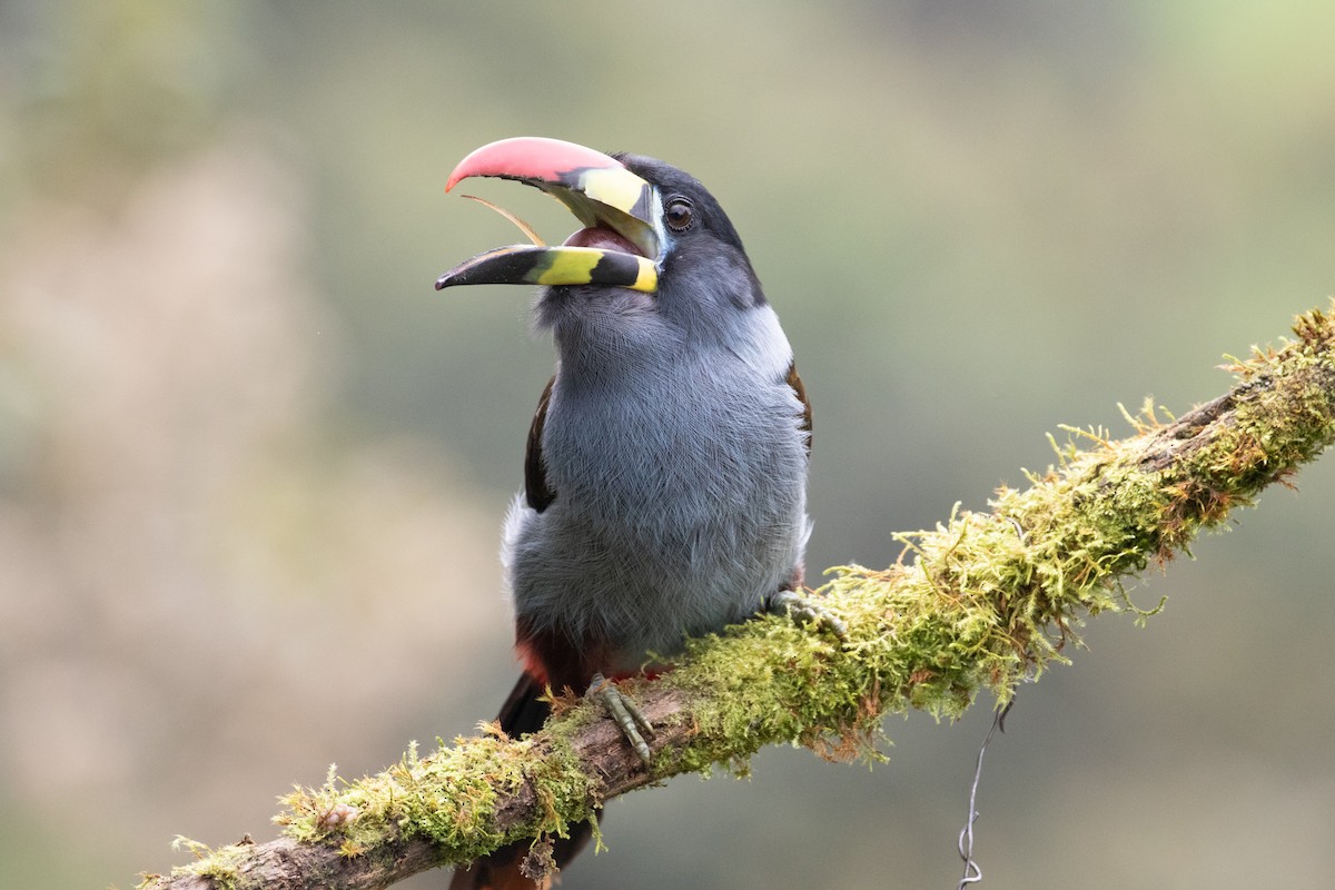 Gray-breasted Mountain-Toucan - ML638157212