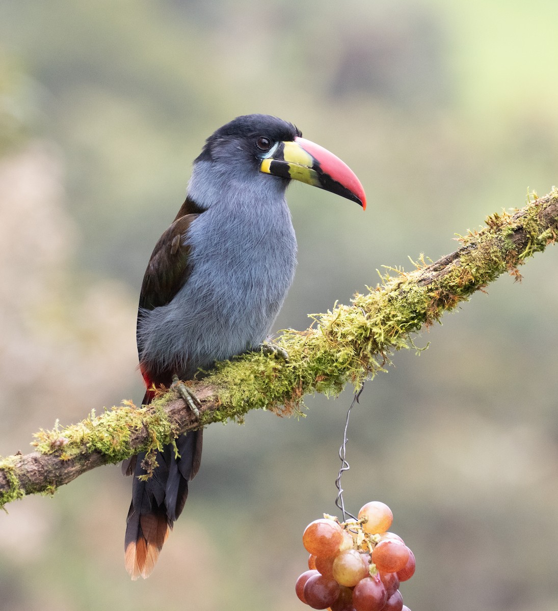 Gray-breasted Mountain-Toucan - ML638157213