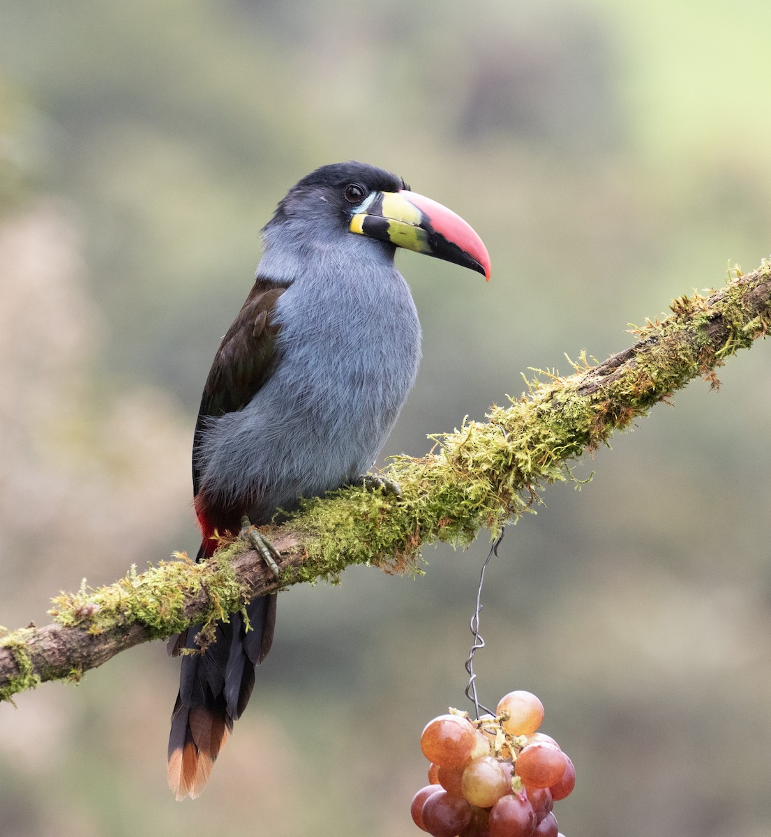 Gray-breasted Mountain-Toucan - ML638157214