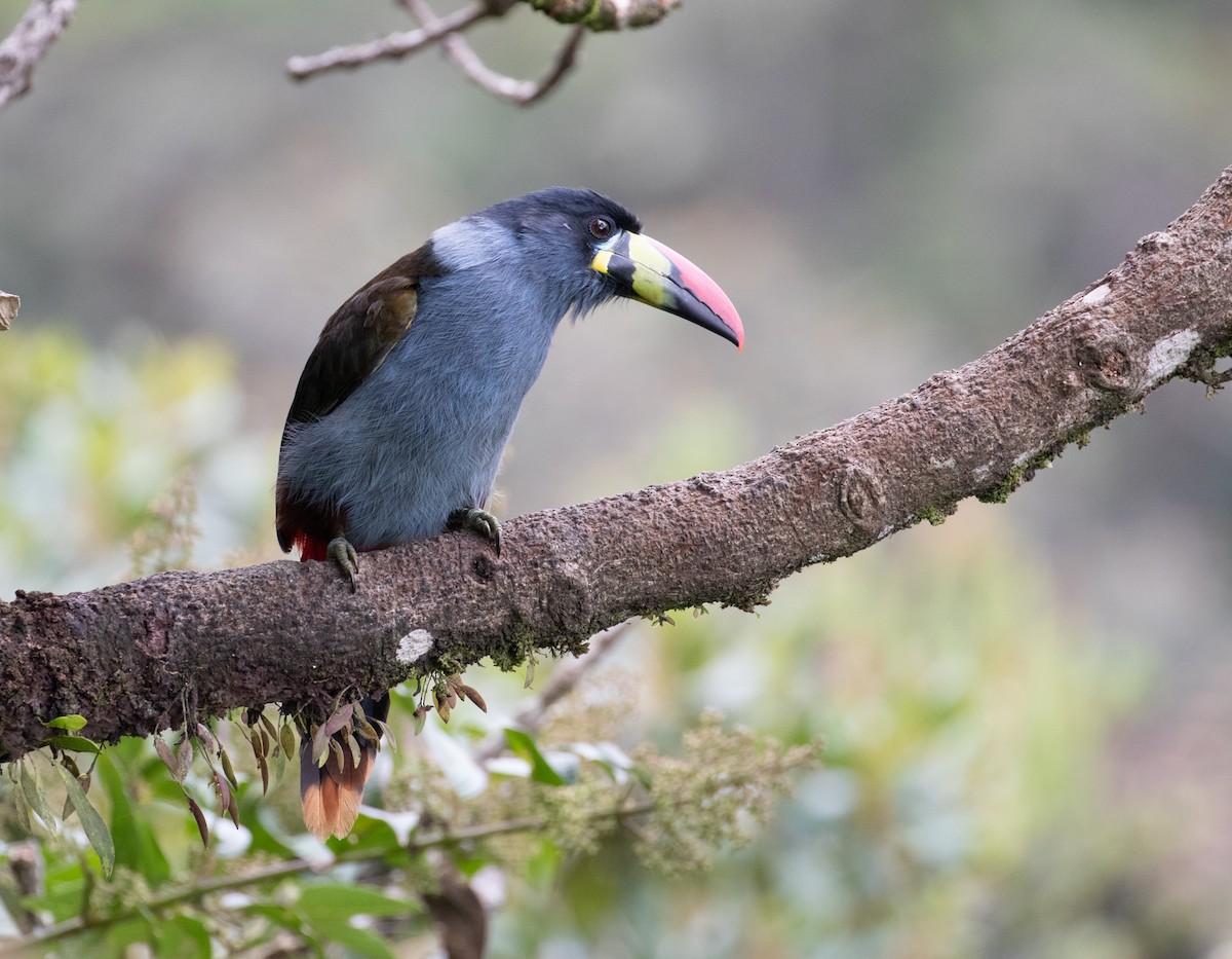 Gray-breasted Mountain-Toucan - ML638157215