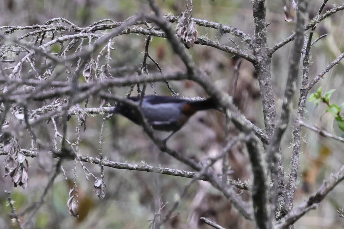 Gray-bellied Flowerpiercer - ML638157243