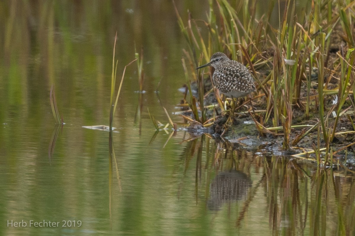 Wood Sandpiper - ML638157249