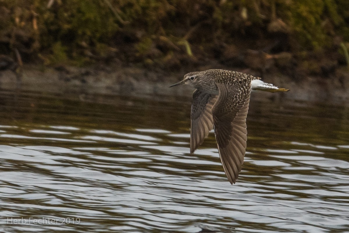 Wood Sandpiper - ML638157250