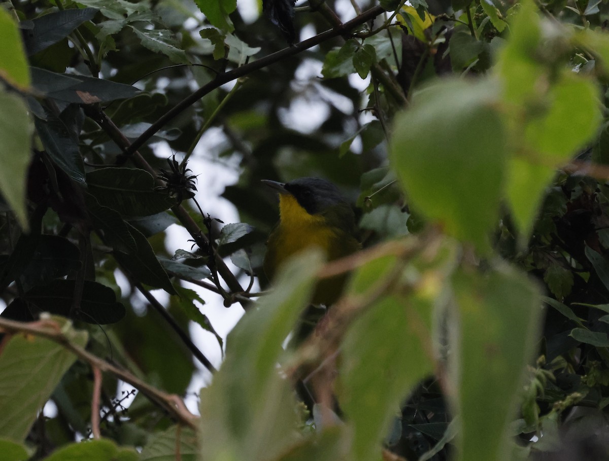 Southern Yellowthroat - ML638157254