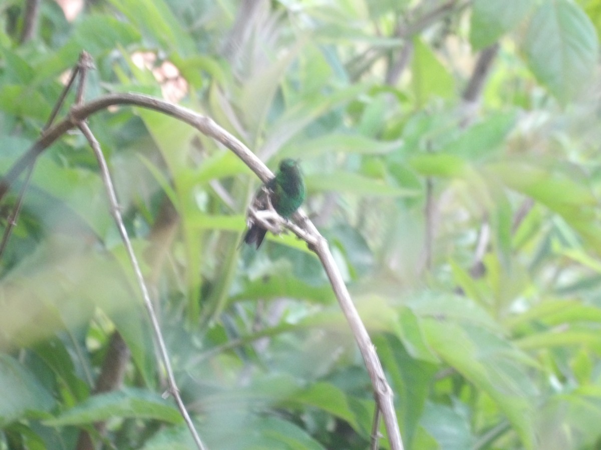 Glittering-throated Emerald - ML638157256