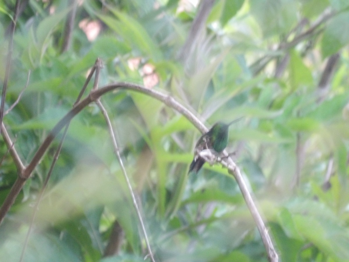 Glittering-throated Emerald - ML638157258