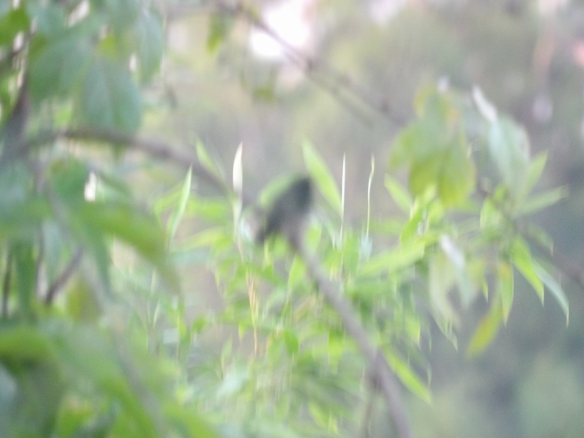 Glittering-throated Emerald - ML638157262