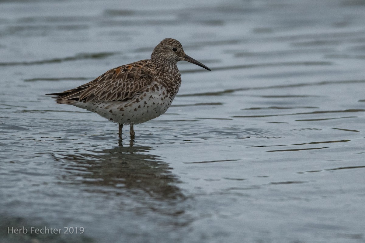 Great Knot - ML638157269