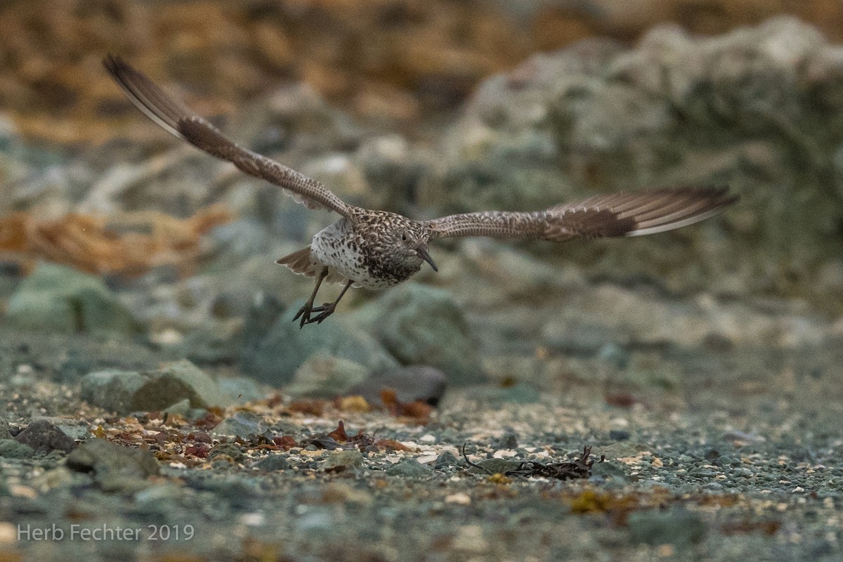 Great Knot - ML638157271