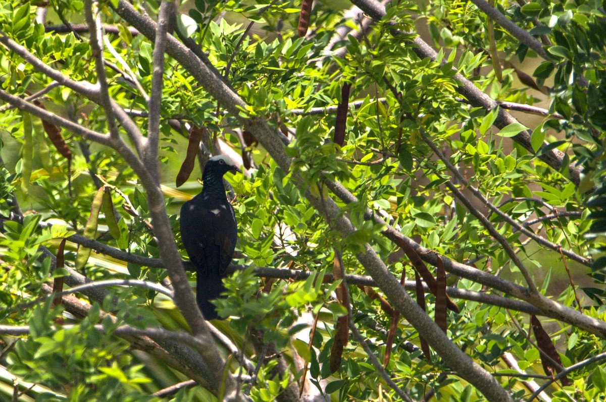 White-crowned Pigeon - ML638157276