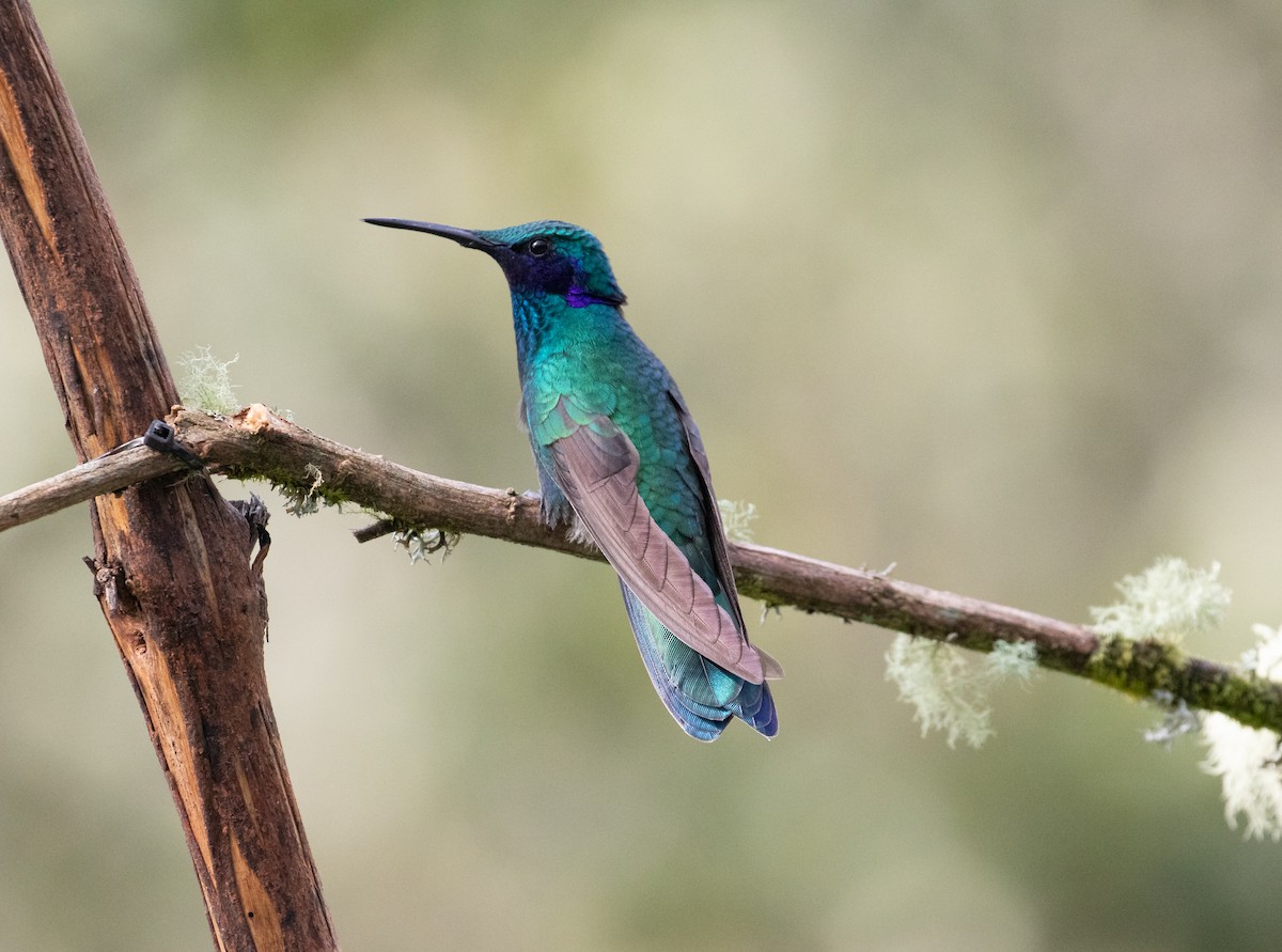 Lesser Violetear - ML638157278