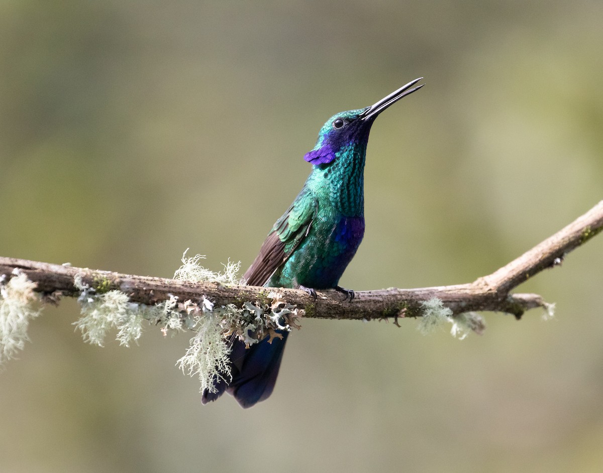 Lesser Violetear - ML638157281