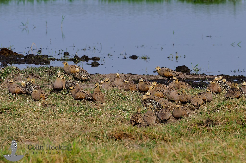 Yellow-throated Sandgrouse - ML638157304