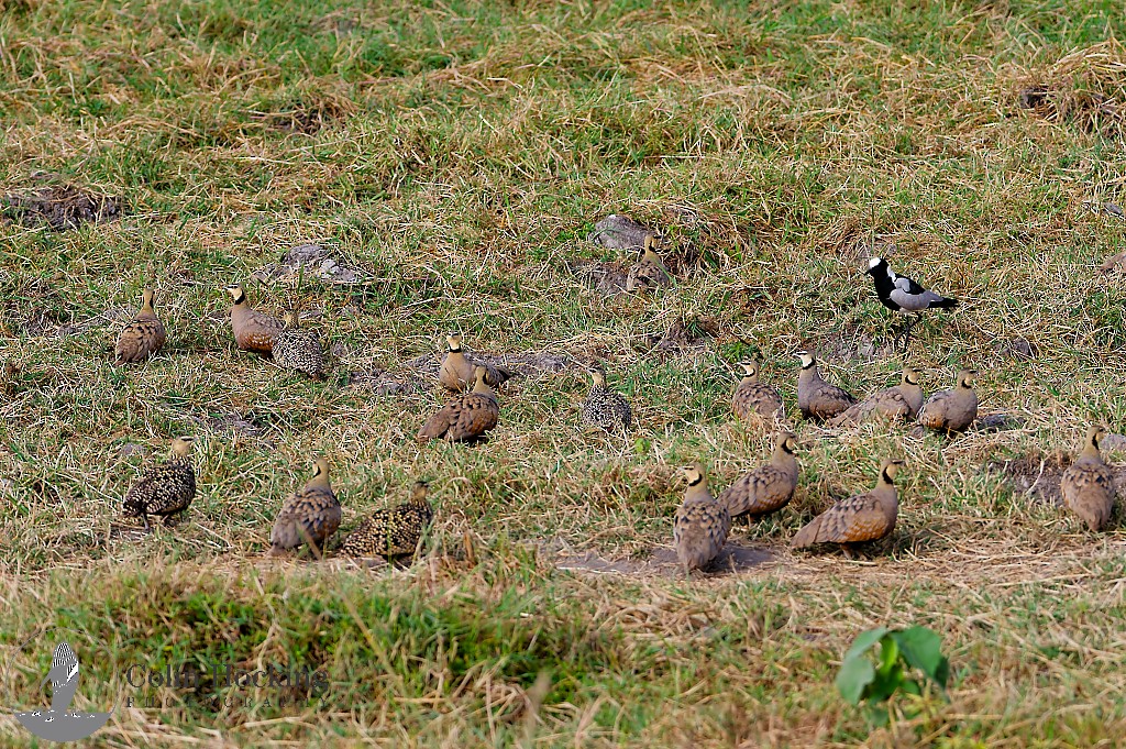 Yellow-throated Sandgrouse - ML638157305