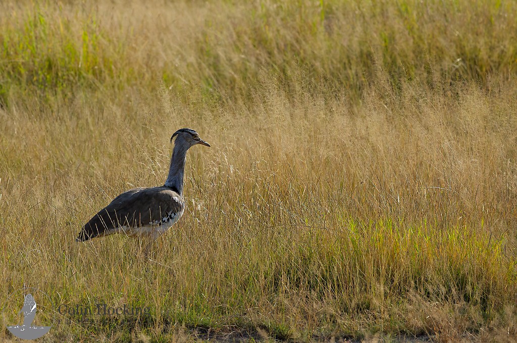 Kori Bustard - ML638157323