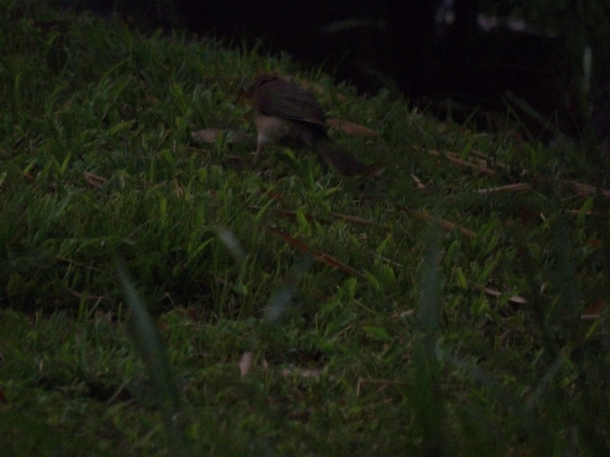 Spectacled Thrush - ML638157329