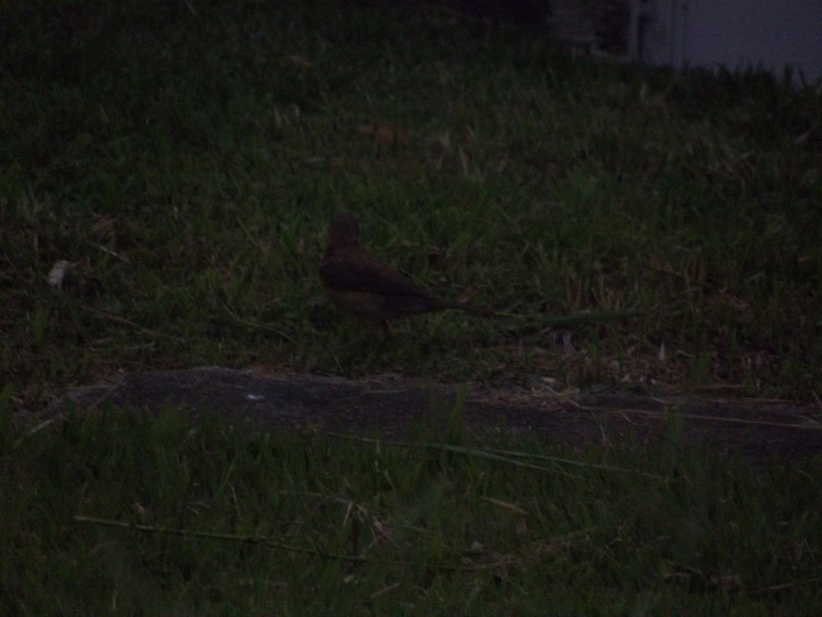 Spectacled Thrush - ML638157330