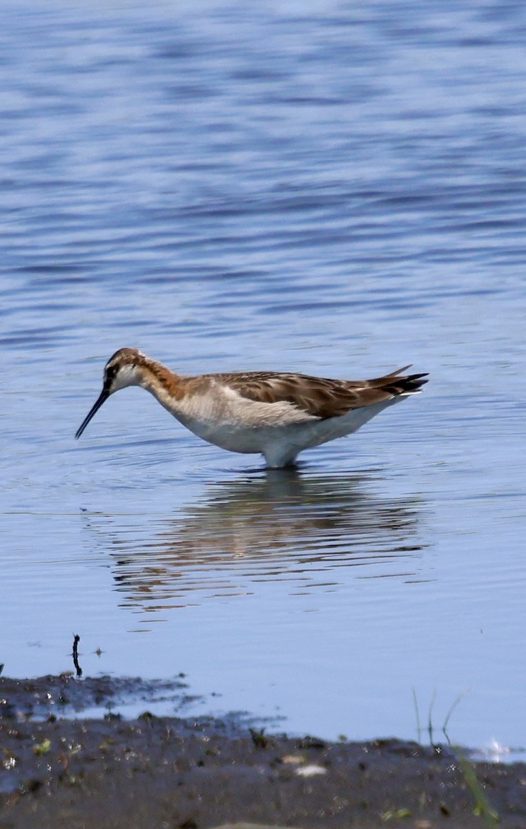 Wilson's Phalarope - ML638157339