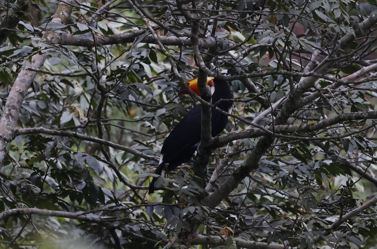 Toco Toucan - ML638157340