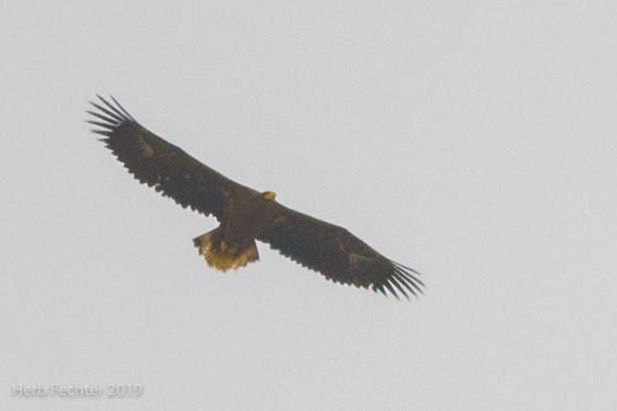 Steller's Sea-Eagle - ML638157354