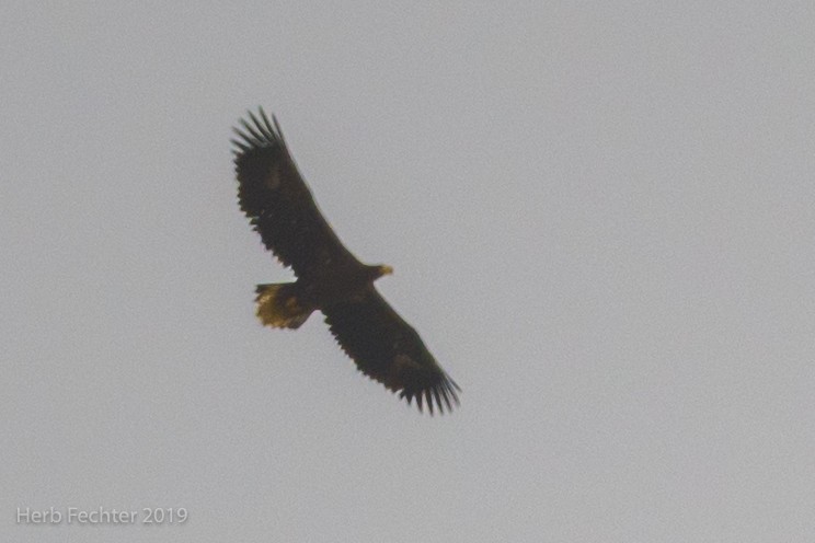 Steller's Sea-Eagle - ML638157356