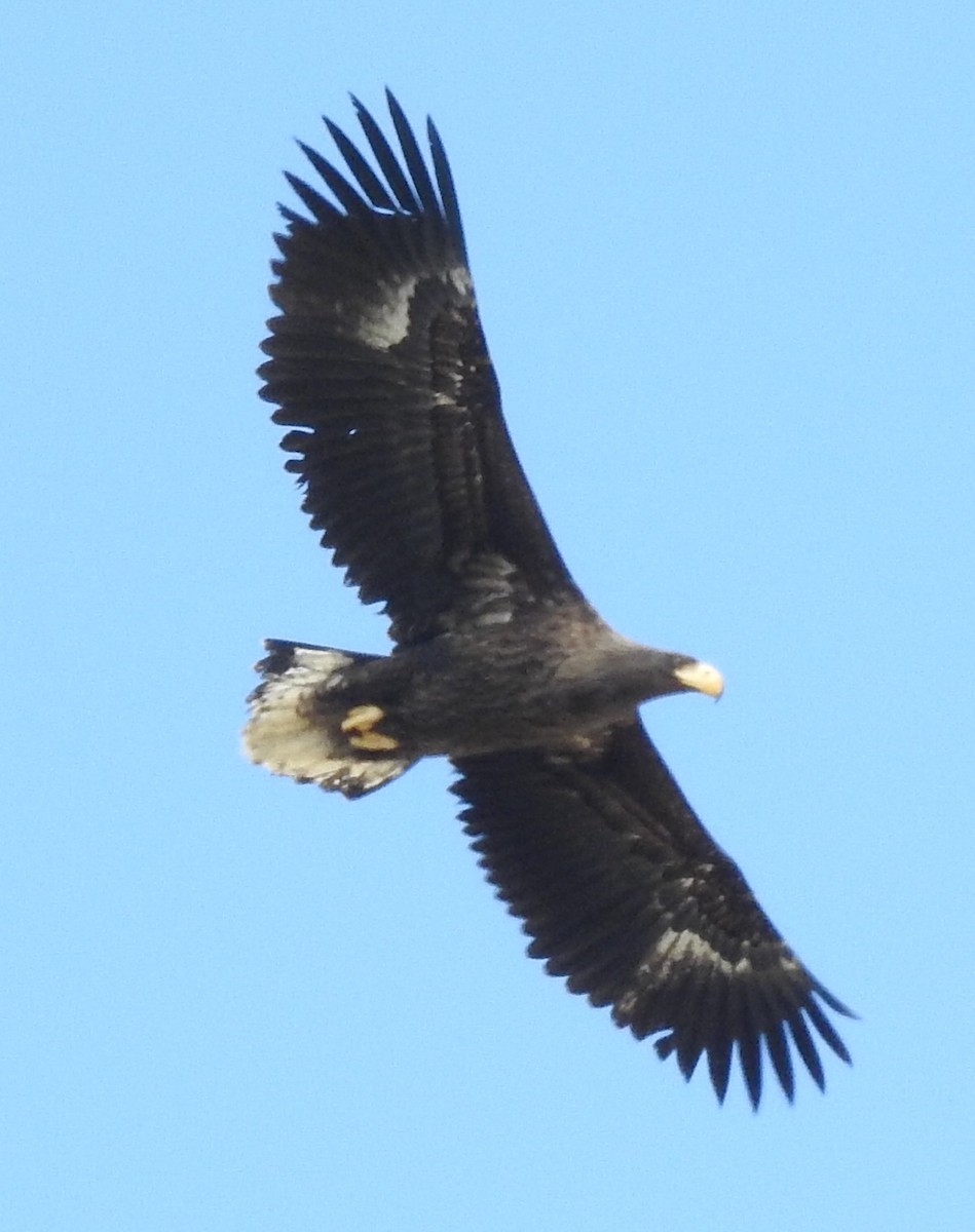 Steller's Sea-Eagle - ML638157357