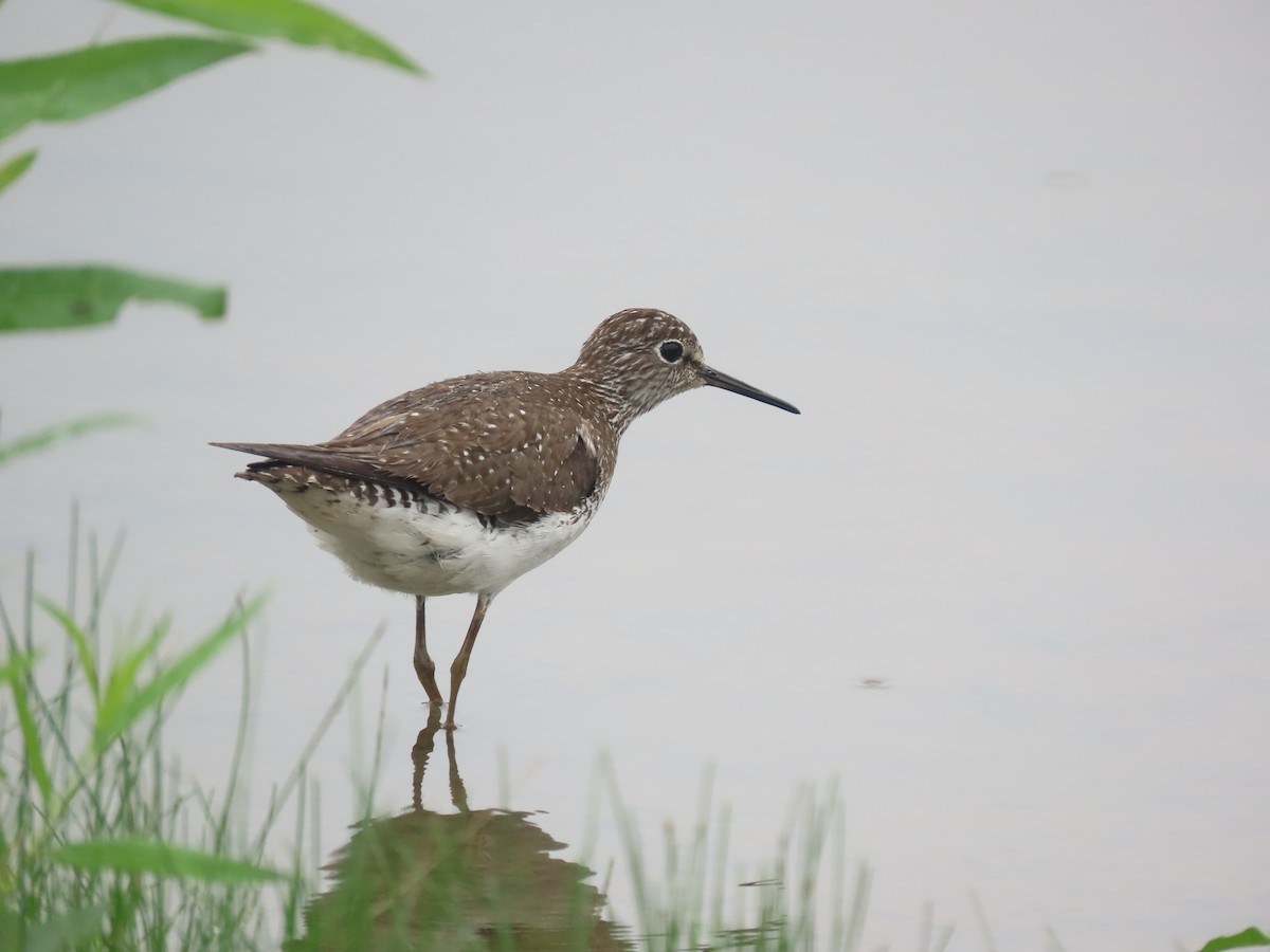 Solitary Sandpiper - ML638157369