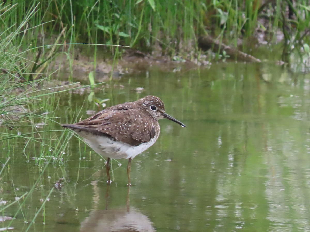 Solitary Sandpiper - ML638157370
