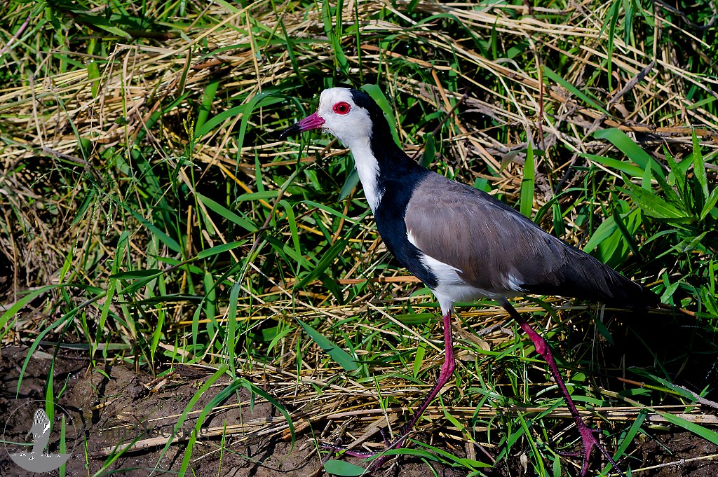Long-toed Lapwing - ML638157380