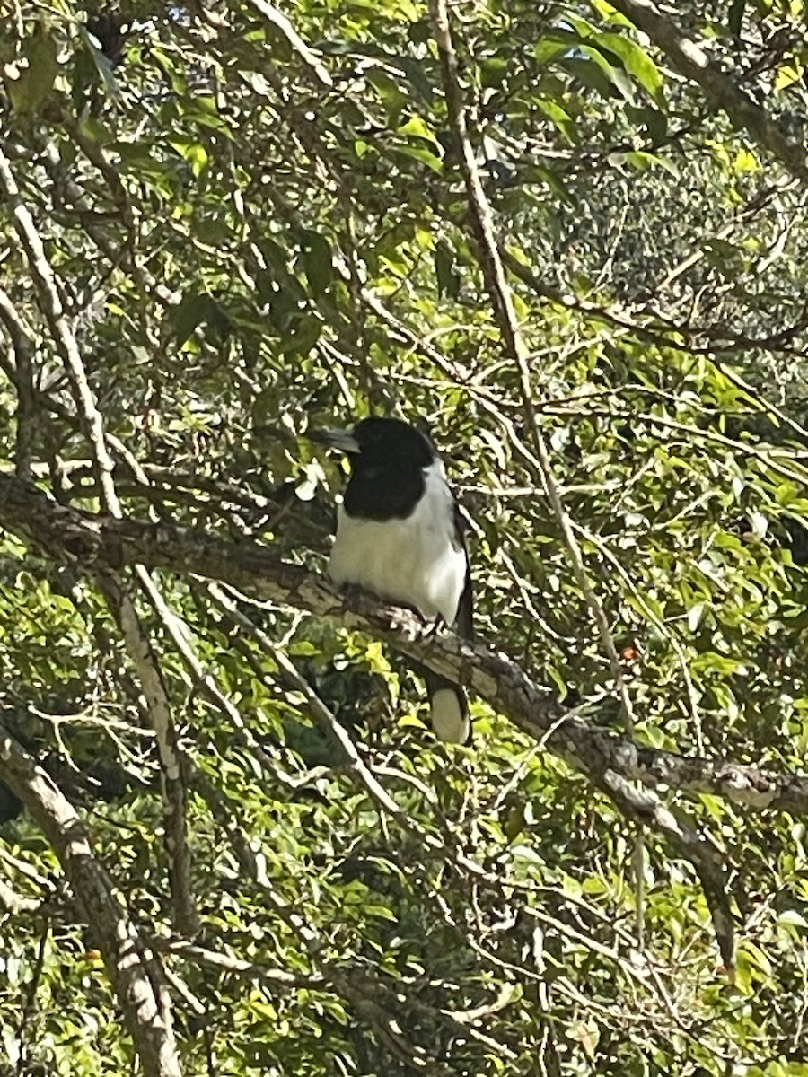 Pied Butcherbird - ML638157382