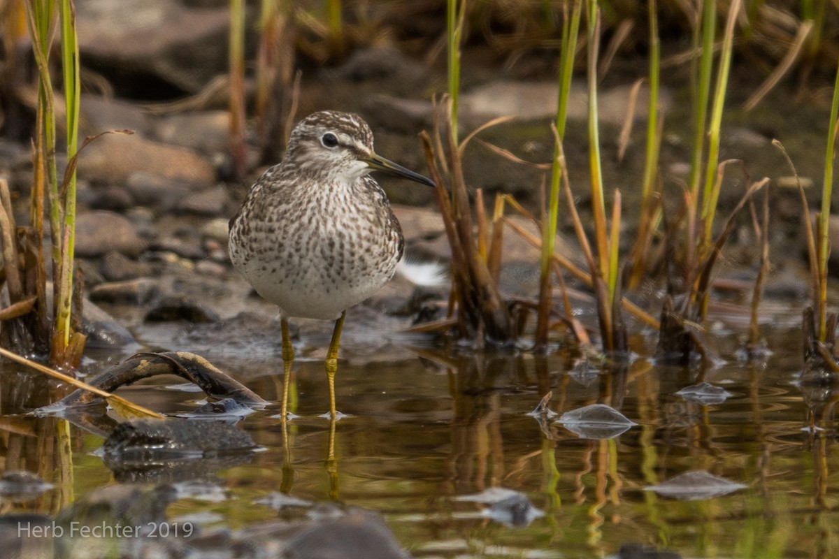 Wood Sandpiper - ML638157439